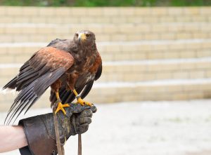 Turismo sostenibile e natura responsabile al Parco della Grancia